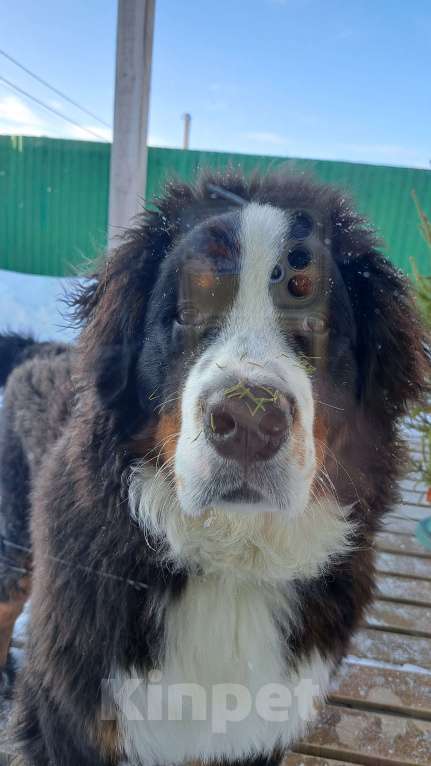 Собаки в других городах Чувашии: Бернский зенненхунд, щенок 8 мес Мальчик, 40 000 руб. - фото 6