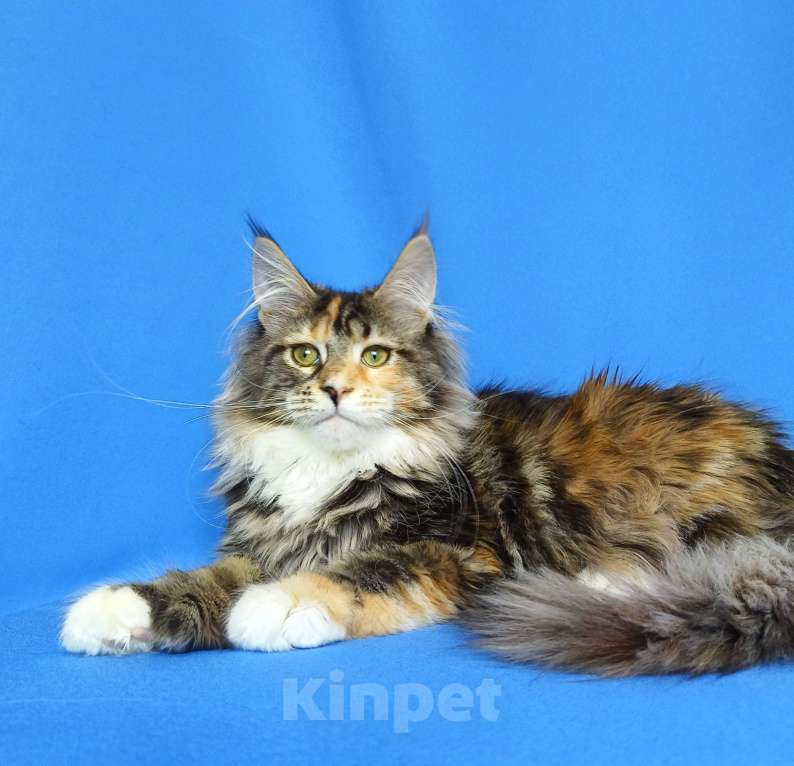 Кошки в Москве: Котёнок Мейн-кун полидакт Девочка, 80 000 руб. - фото 2