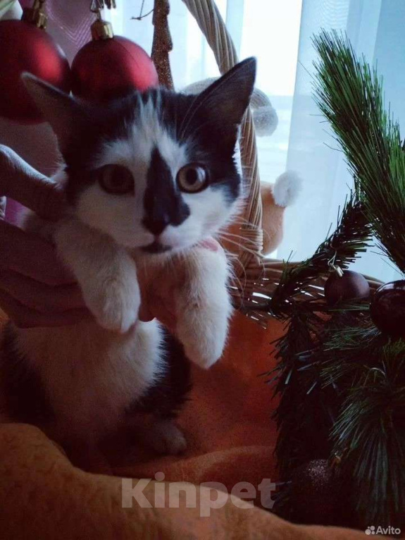 Кошки в других городах Московской области: Крошка Эли ищет семью Девочка, Бесплатно - фото 2