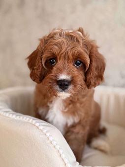 Кавапу щенок