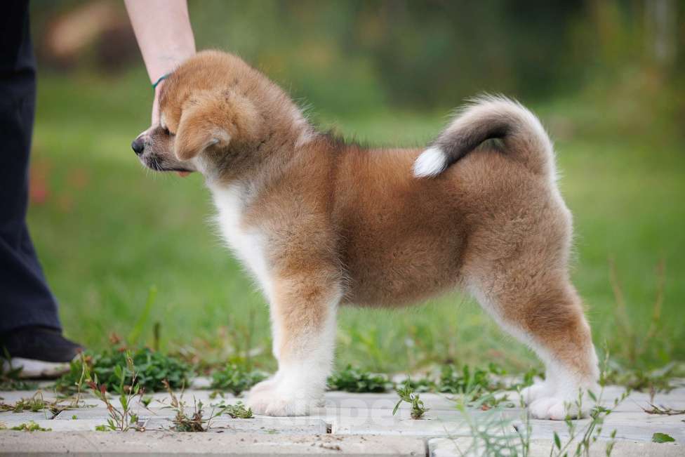 Собаки в Саратове: Щенок Акита Мальчик, Бесплатно - фото 2