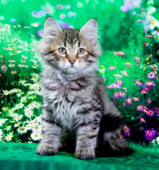 Котенок Дарвин