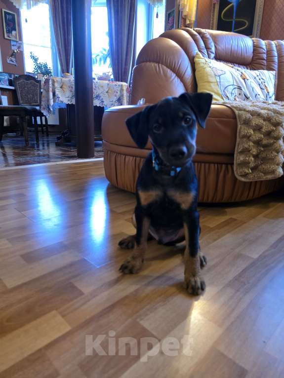 Собаки в Приозерске: Продаеться щенок ягдтерьера  Мальчик, 20 000 руб. - фото 3