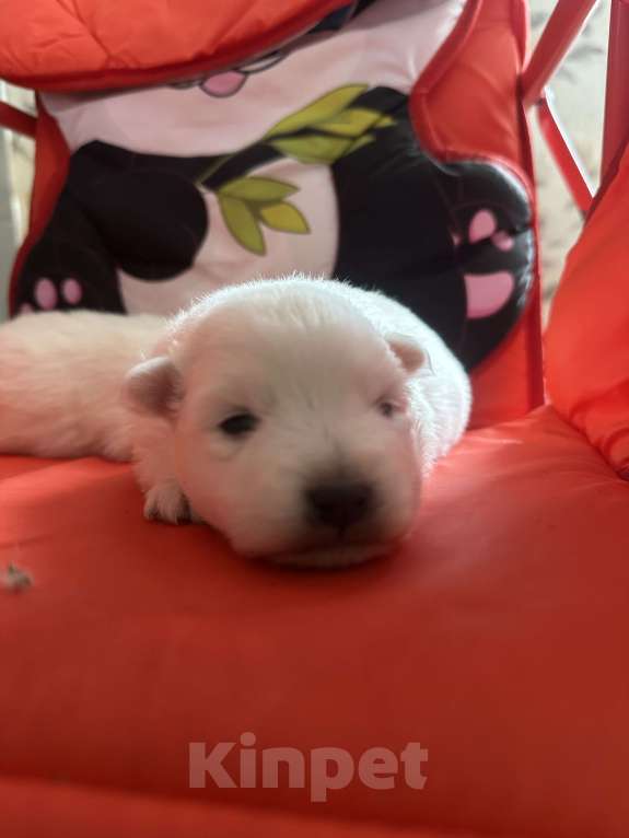 Собаки в Москве: Японский шпиц из питомника Мальчик, 100 000 руб. - фото 3