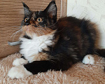 Кошки в Оленегорске: Мейн-кун котята, 15 000 руб. - фото 2
