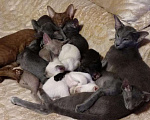 Кошки в Бологом: Ориентальные котята, 25 000 руб. - фото 3