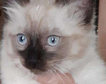 Кошки в Малмыже: Балинез❤Тай, 5 000 руб. - фото 7