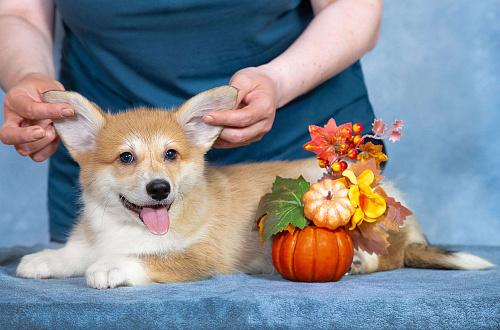 Вельш корги пемброк