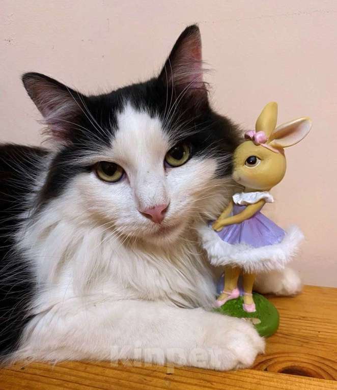 Кошки в Москве: Нежный пушистый красавец Рычардо Мальчик, Бесплатно - фото 7