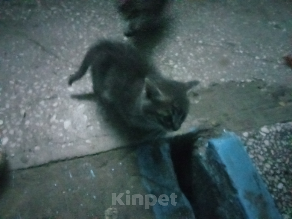 Кошки в Томске: Отдам котят в добрые руки Мальчик, Бесплатно - фото 1