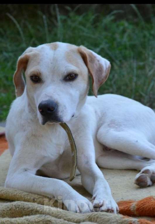 Собаки в Москве: Щенок Дэни Мальчик, Бесплатно - фото 4