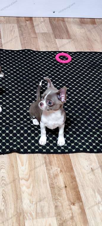 Собаки в Москве: Лиловый мальчик чихуахуа  Мальчик, 40 000 руб. - фото 3