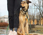 Собаки в Москве: Фиеста Девочка, Бесплатно - фото 2