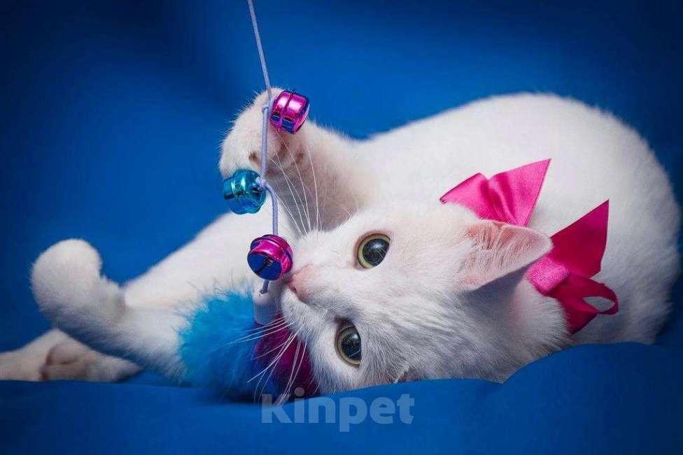 Кошки в Москве: Белая кошечка Одри в добрые руки  Девочка, Бесплатно - фото 7