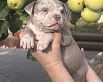 Собаки в Лыткарино: Девочка AMERICAN BULLY 🔥🔥🔥 Девочка, 110 000 руб. - фото 6