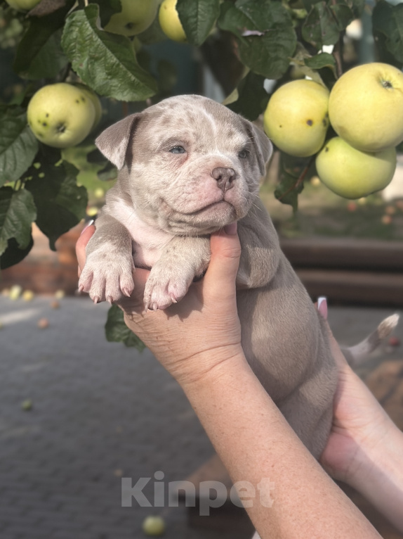 Собаки в Лыткарино: Девочка AMERICAN BULLY 🔥🔥🔥 Девочка, 110 000 руб. - фото 6
