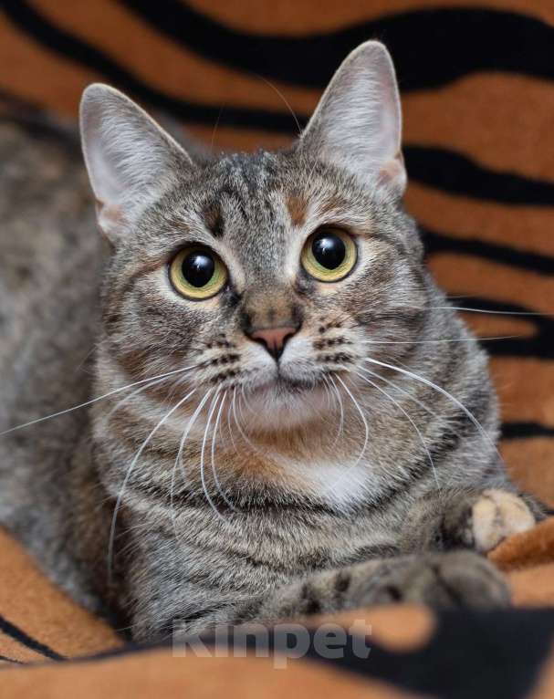 Кошки в Москве: Ручная и ласковая кошечка Джули в дар Девочка, 1 руб. - фото 2