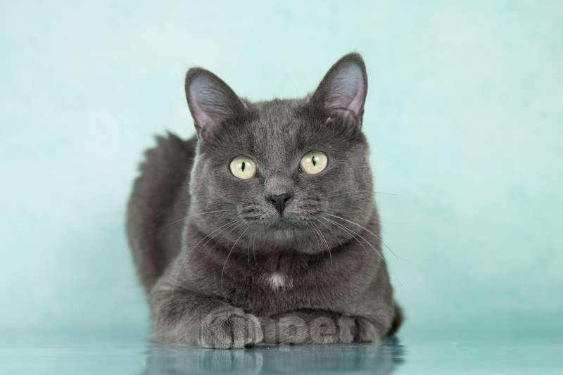 Кошки в Москве: Очаровательный русский голубой кот Дымок в добрые руки Мальчик, 1 руб. - фото 3