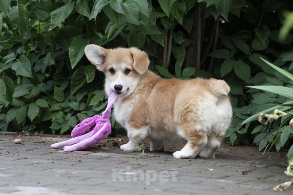 Собаки в Москве: Вельш корги пемброк Девочка, 40 000 руб. - фото 2