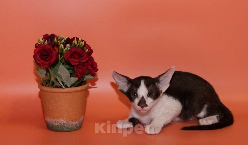 Кошки в Москве: Ориентал на вязку Мальчик, 8 000 руб. - фото 8