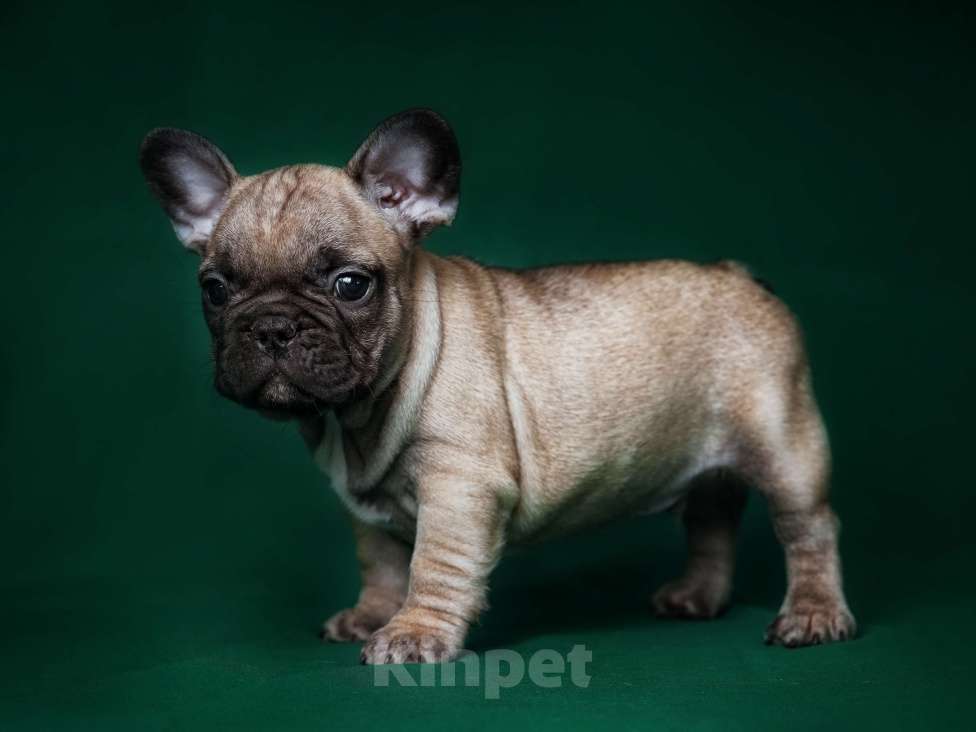 Собаки в Новосибирске: Мальчик Французского бульдога Мальчик, 70 000 руб. - фото 3