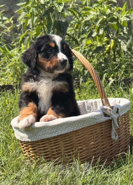 Собаки в других городах Воронежской области: Щенки БЕРНА Мальчик, 79 000 руб. - фото 4