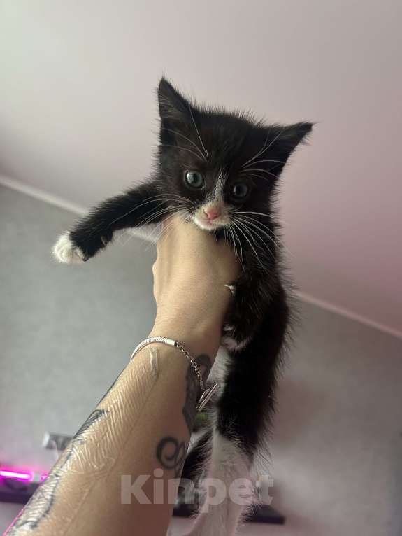 Кошки в Балашихе: Котик в добрые руки Мальчик, Бесплатно - фото 4