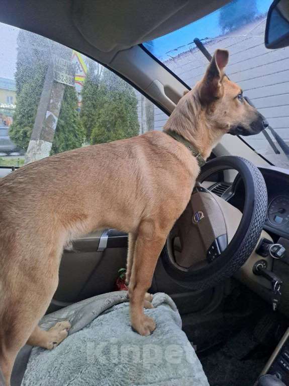 Собаки в Санкт-Петербурге: Отдам в добрые руки Собака, кобель, Джек Мальчик, Бесплатно - фото 1