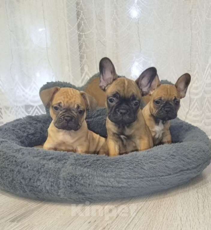 Собаки в Москве: Щенки французики Разнополые, 25 000 руб. - фото 9