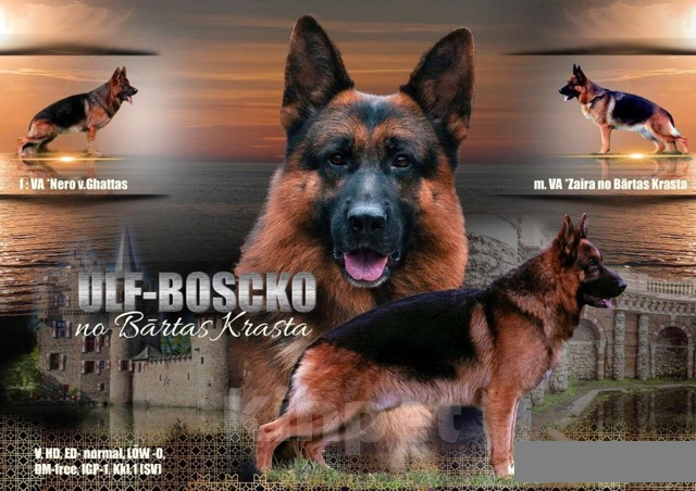 Собаки в Люберцах: Щенки немецкой овчарки. С родословной. Немецкая овчарка. Щенок. С документами. Купить. Овчарка. Мальчик, 45 000 руб. - фото 4