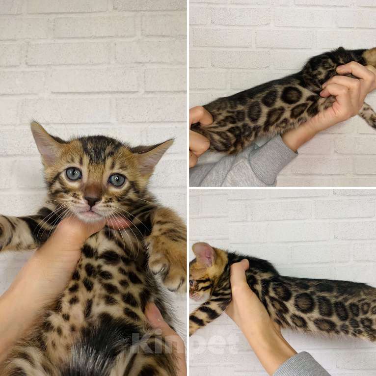 Кошки в Москве: Бенгальские котята Мальчик, 30 000 руб. - фото 7