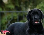 Собаки в Кемерово: Продаются высокопородные шикарные щенки лабрадора  Девочка, 50 000 руб. - фото 1