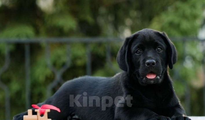 Собаки в Кемерово: Продаются высокопородные шикарные щенки лабрадора  Девочка, 50 000 руб. - фото 1
