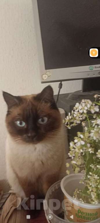 Кошки в Санкт-Петербурге: Продам тайских котят Санкт-Петербург Мальчик, Бесплатно - фото 5