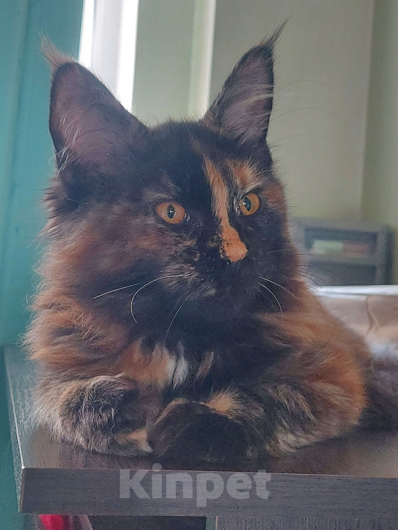 Кошки в Санкт-Петербурге: Мейн-кун кошечка Девочка, Бесплатно - фото 1