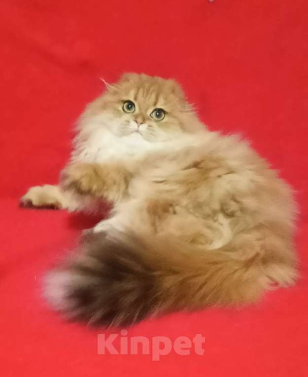 Кошки в Москве: Золотой мраморный котик хайленд Мальчик, 20 000 руб. - фото 1