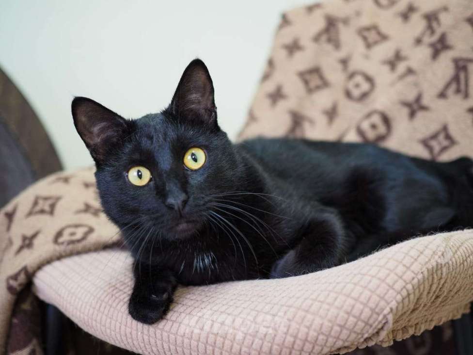 Кошки в Люберцах: У Криса нет одной лапы, кот в добрые руки Мальчик, Бесплатно - фото 4