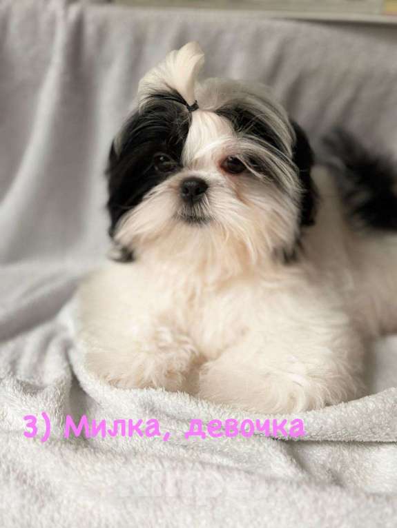 Собаки в Краснодаре: Щенок ши-тцу с родословной. Щенки ши-тсу Девочка, 35 990 руб. - фото 4