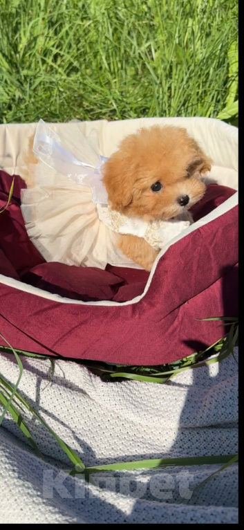 Собаки в Москве: Мальтипу Микро с Кукольной 😍 Baby-face Девочка, 230 000 руб. - фото 4