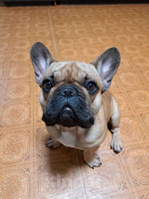 Собаки в Абакане: Продам французского бульдога  Мальчик, 55 000 руб. - фото 2
