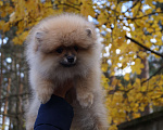 Собаки в Москве: Мальчик- шикарный шпиц Мальчик, 30 000 руб. - фото 2