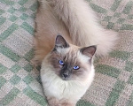 Кошки в Краснодаре: Котята Невская маскарадная кошечка котик пушистые блю поинт окрас Мальчик, 17 000 руб. - фото 4