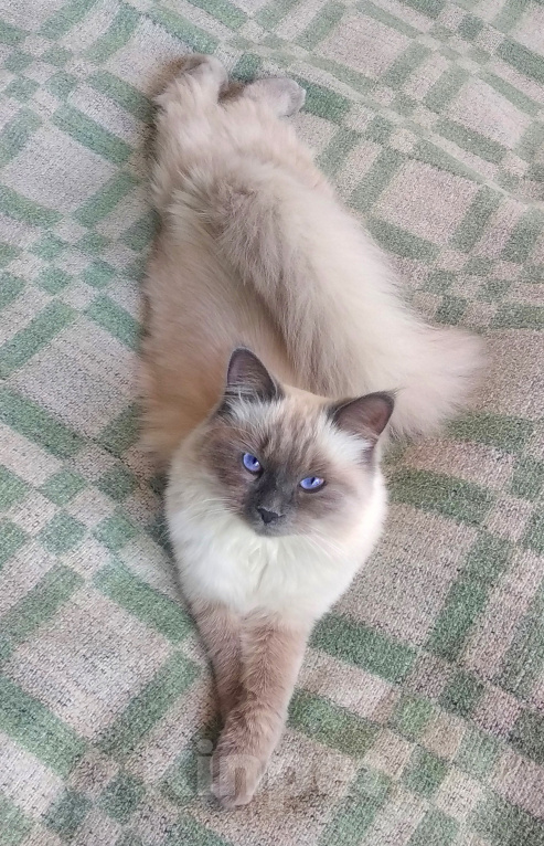 Кошки в Краснодаре: Котята Невская маскарадная кошечка котик пушистые блю поинт окрас Мальчик, 17 000 руб. - фото 4