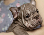 Собаки в Москве: Французский бульдог, щенок Девочка, 70 000 руб. - фото 1