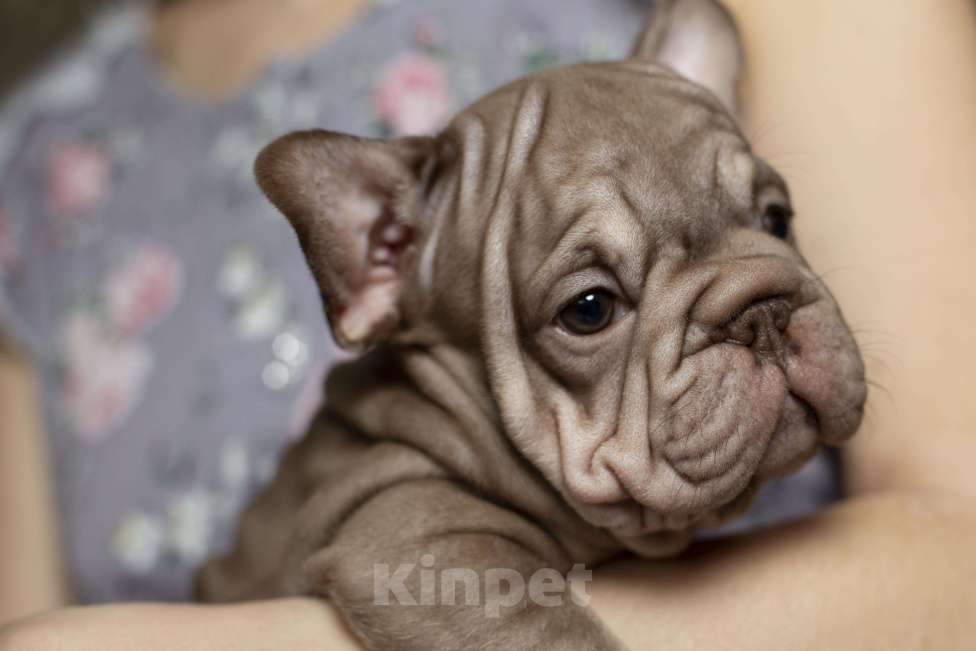 Собаки в Москве: Французский бульдог, щенок Девочка, 70 000 руб. - фото 1