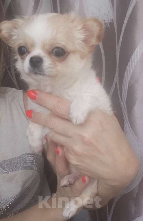 Собаки в Кудрово: Мини Нелиана Девочка, 80 000 руб. - фото 1