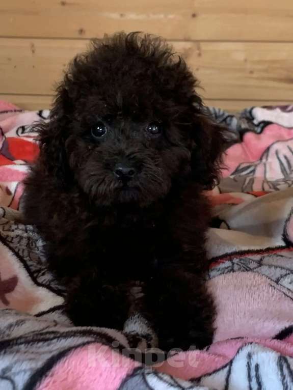 Собаки в Темрюке: Девочки и мальчики Девочка, 30 000 руб. - фото 5