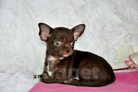 Собаки в Москве: Девочка чихуа Девочка, 30 000 руб. - фото 3