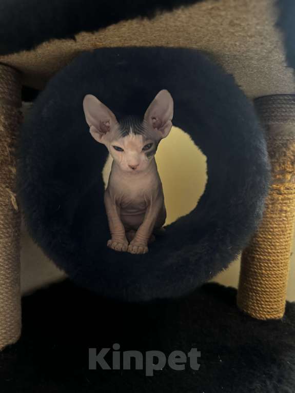 Кошки в Новосибирске: Продам канадского сфинкса мальчик Мальчик, 11 000 руб. - фото 3