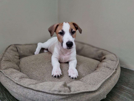 Джек-рассел терьер